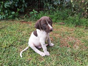 Pointer puppies