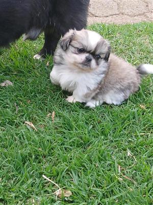 Pekingese Puppy 