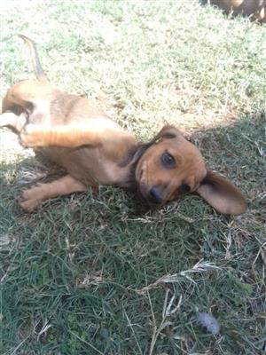 Dachshund puppies 