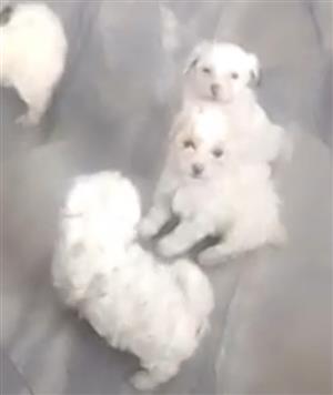 Maltese poodels