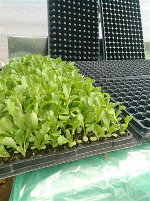 Seedling Trays for sale