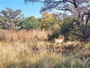 Investment Gem: Prime Land with Unmatched Bushveld Appeal!