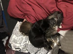3 Months old.one fluffy female left and one black male left. 