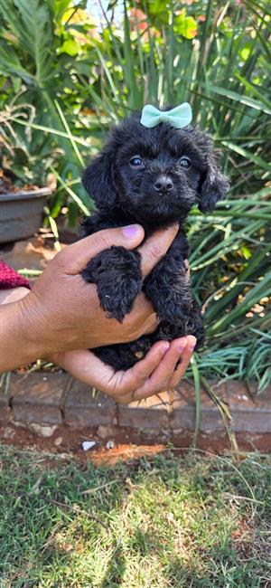 Gorgeous yorkipoo girl available 