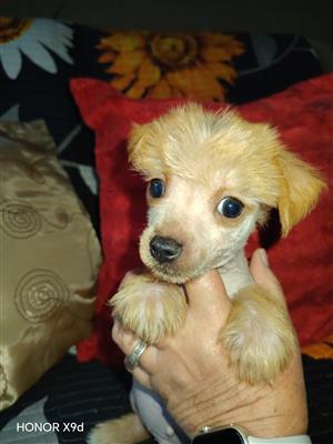 Hairless chinese crested puppys