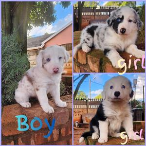 Australian shepherd puppies for sale