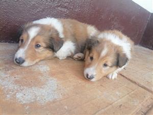 Rough Collie Puppies For Sale 