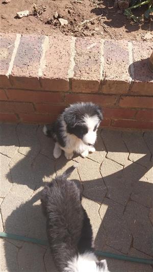 Bodde Collies pups 11 weeks old for sale