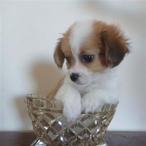 Maltese X Yorkie (morkie)