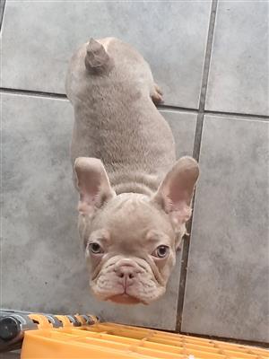 Gorgeous Exotic French bulldog puppies available