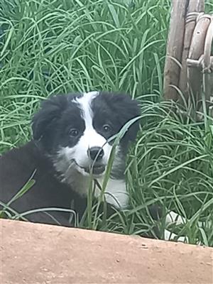 12 week old Border collie. Had 1st injection. An chip
