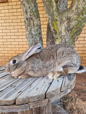 New Zealand Rabbits