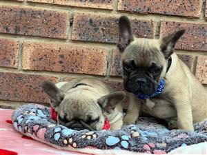 Beautiful French bulldog puppies available