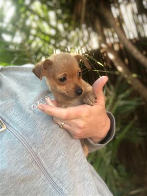 Chiweenie puppies available 