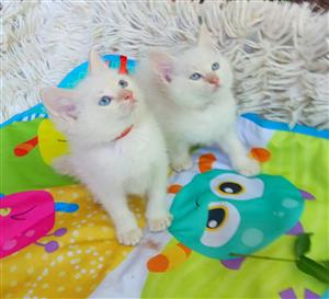 Beautiful Redfire point kittens