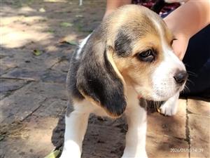 Beagle Puppies 