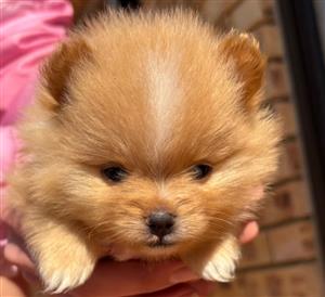 6 Week old Toy Pomeranian puppies for sale.Pure bred.1 Male and 1 Female