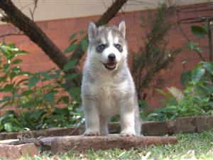 pue bread Siberian Huskies, Registered and chipped 