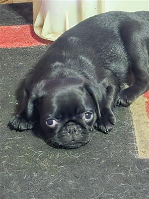 Pug puppies