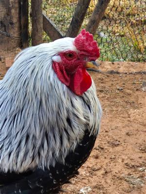 Pure Brahma Chickens for Sale
