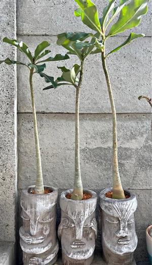 Impala Lilies in head planter pots