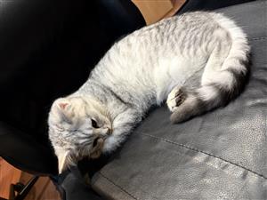 Beautiful mixed persian chinchilla kitten 