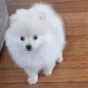 Toypom Pomeranian puppy 