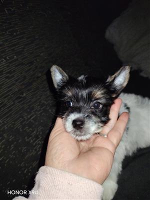 Yorkie puppys available