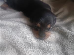 Dachshund Puppy 