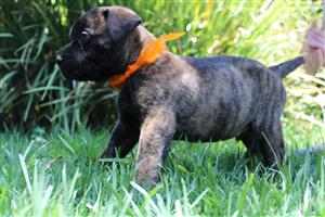 Bullmastiffs 