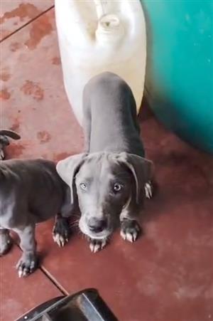 Great Dane puppies 