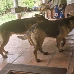 German Shepherd puppies 