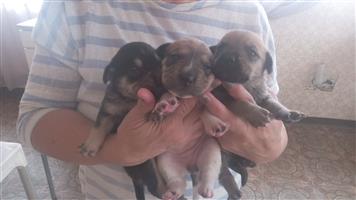 Cute little chihuahua x yorkie