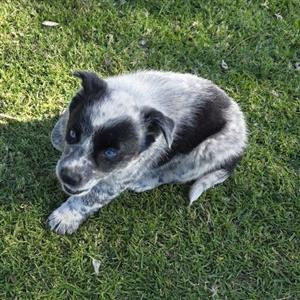 Border Collie X Cattle Dog