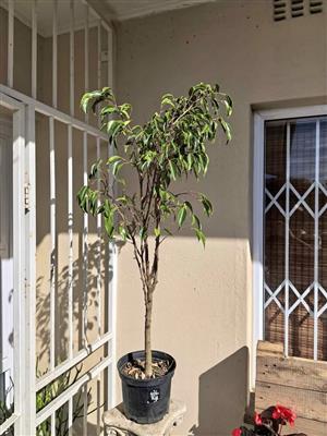 Elegant Ficus Citrina +/- 1m tall) 5 available. Suited for indoors or outdoors.
