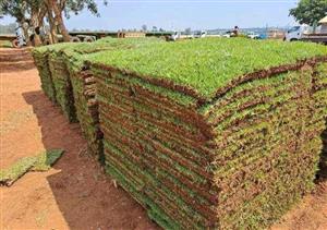 TOP QUALITY INSTANT LAWN.