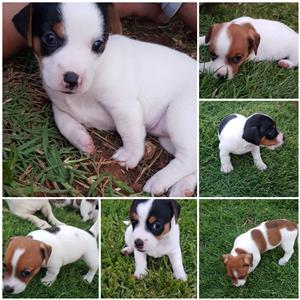 Jack Russell Puppies For Sale Junk Mail