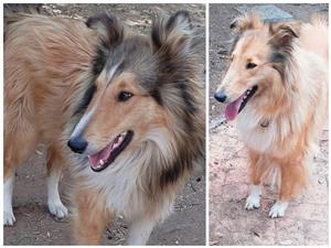 Rough Lassie type collie puppies 