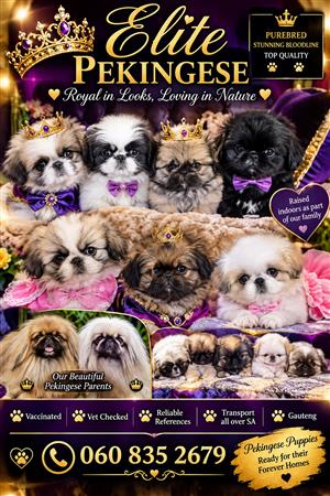 Pekingese Puppies