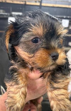 Miniture yorkies