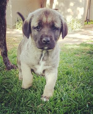 Anatolian Shepherd puppies