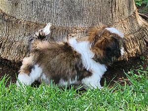 SHIHTZU PUPS
