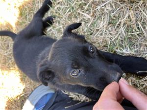 German Shepherd puppies for sale