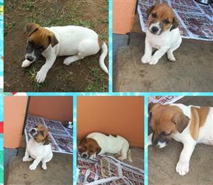 Jack Russel puppies