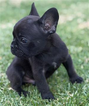Gorgeous French bulldog puppies available