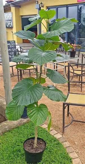 Ficus Umbelata 25CM Pot  GARDEN MARKET PLACE  NO 1 Gardens Road. HILLCREST