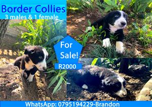 Cute Fluffy Border Collie puppies for sale! 