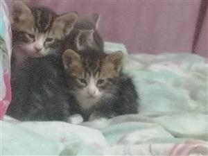 Kittens For Sale  