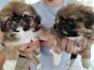 puppies Pekingese