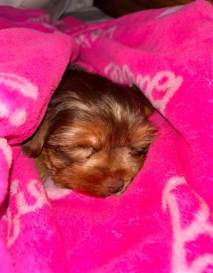 Yorkshire terrier puppy